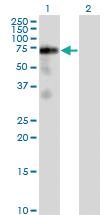 Anti-FRS2 Mouse Monoclonal Antibody [clone: 1F7-1D6]