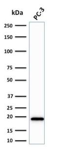 Western blot analysis of PC-3 cell lysate using Anti-NME2 Antibody [CPTC-NME2-2]