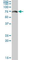 Anti-RACGAP1 Mouse Monoclonal Antibody [clone: 1G6]