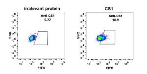 Expi 293 cell line transfected with irrelevant protein (left) and human CS1 (right) were surface stained with Anti-SLAMF7/CS1 Antibody [DM11] - Azide free (A318674) at 15 µg/ml followed by Anti-Rabbit IgG Antibody (Alexa 488)