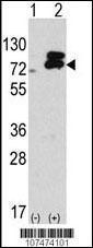 Anti-ATG7 Rabbit Polyclonal Antibody