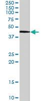 Anti-GATA5 Goat Polyclonal Antibody