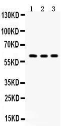 Anti-YES1 Rabbit Polyclonal Antibody