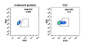 Expi 293 cell line transfected with irrelevant protein (left) and human CS1 (right) were surface stained with Anti-SLAMF7/CS1 Antibody [DM10] - Azide free (A318675) at 1 µg/ml followed by Anti-Rabbit IgG Antibody (Alexa 488)