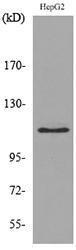 Western blot analysis of lysate from HepG2 cells using Anti-DPYD Antibody