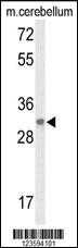 Anti-DAGLB Rabbit Polyclonal Antibody