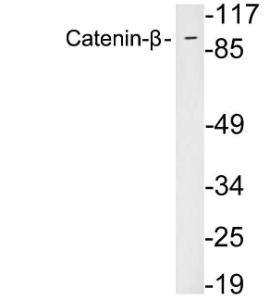 Antibody A95430-100