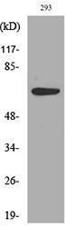 Western blot analysis of lysate from 293 cells using Anti-IL18R1 Antibody