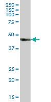 Anti-HS2ST1 Mouse Polyclonal Antibody