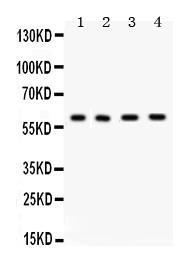 Anti-c Abl Rabbit Polyclonal Antibody