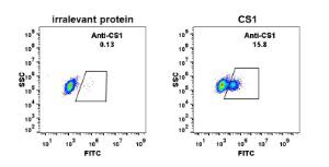 Expi 293 cell line transfected with irrelevant protein (left) and human CS1 (right) were surface stained with Anti-SLAMF7 / CS1 Antibody [DM9] - Azide free (A318676) at 1 µg/ml followed by Anti-Rabbit IgG Antibody (Alexa 488)