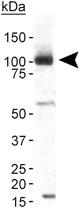 Anti-TRPA1 Rabbit Polyclonal Antibody