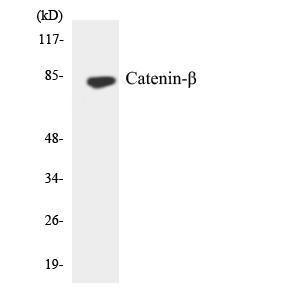 Western blot analysis of the lysates from Jurkat cells using Anti-Catenin-beta Antibody