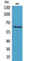 Western blot analysis of 293 cells using Anti-IL18R1 Antibody