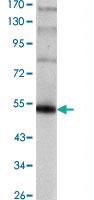 Anti-FOXP3 Mouse Monoclonal Antibody [clone: 4C7]