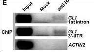 Anti-HA tag Rabbit Polyclonal Antibody (PE (Phycoerythrin))