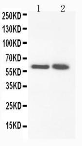 Anti-FMO3 Rabbit Polyclonal Antibody