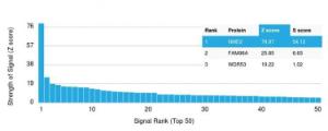 Analysis of protein array containing more than 19,000 full-length human proteins using Anti-NME2 Antibody [CPTC-NME2-2] Z-Score and S- Score