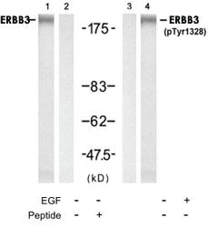 Anti-ERBB3 Rabbit Polyclonal Antibody