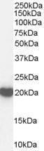 Anti-Peroxiredoxin 2 Goat Polyclonal Antibody