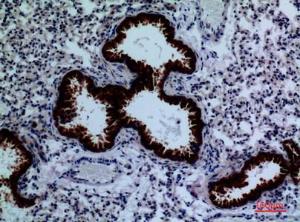 Immunohistochemical analysis of paraffin-embedded mouse lung using Anti-DPYD Antibody