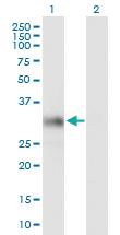 Anti-HS2ST1 Mouse Polyclonal Antibody