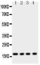 Anti-Myoglobin Rabbit Polyclonal Antibody