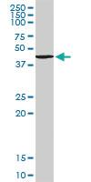 Anti-TANK Rabbit Polyclonal Antibody