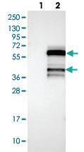 Anti-PIP3-E Rabbit Polyclonal Antibody