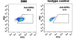 THP-1 cell line was surface stained Anti-SIRP alpha Antibody [DM8] - Azide free (A318677) at 1 µg/ml and isotype control followed by Anti-Rabbit IgG Antibody (Alexa 488)