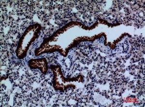 Immunohistochemical analysis of paraffin-embedded mouse lung using Anti-DPYD Antibody