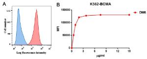 A. Flow cytometry analysis with Anti-BCMA Antibody [DM6] - Azide free (A318678) on K562-BCMA (red histogram) and K562 (negative control cell line) (blue histogram). B. Flow cytometry data of serially titrated Anti-BCMA Antibody [DM6] - Azide free (A318678)