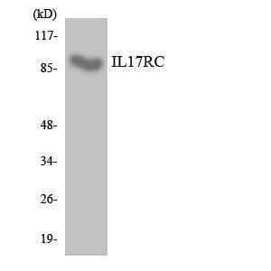 Western blot analysis of the lysates from RAW264.7 cells using Anti-IL17RC Antibody