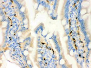 Anti-FABP4/A Fabp Polyclonal Antibody