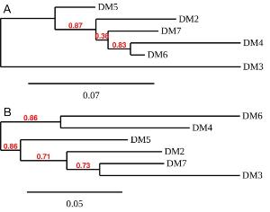 Phylogenetic analysis of different Anti-BCMA Monoclonal Antibody clones. A) heavy chain and B) light chain.