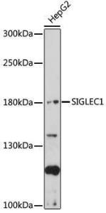 Anti-Sialoadhesin/CD169 Rabbit Polyclonal Antibody