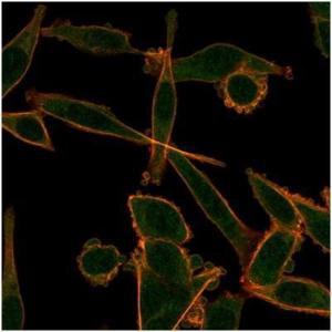 Immunofluorescent analysis of PFA-fixed HeLa cells stained with Anti-KLF12 Antibody [PCRP-KLF12-1E3] followed by Goat Anti-Mouse IgG (CF and #174; 488) (Green)