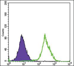 Anti-FUK Mouse Monoclonal Antibody [clone: 6E2]