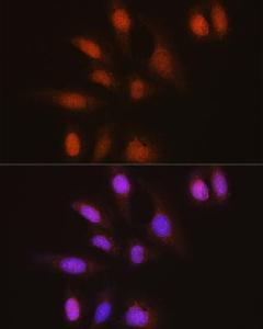 Immunofluorescence analysis of U-2 OS cells using Anti-HuR / ELAVL1 Antibody [ARC0101] (A307808). DAPI was used to stain the cell nuclei (blue).