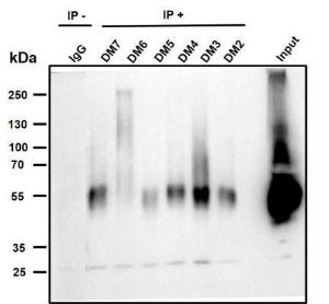 Antibody A318679-500