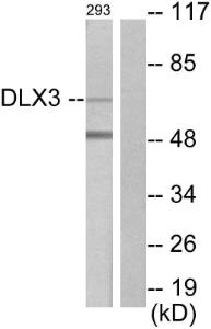 Western blot analysis of lysates from 293 cells using Anti-DLX3 Antibody The right hand lane represents a negative control, where the antibody is blocked by the immunising peptide