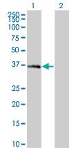 Anti-MEOX2 Mouse Monoclonal Antibody [clone: 4E10]