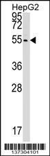 Anti-CLP1 Rabbit Polyclonal Antibody (PE (Phycoerythrin))