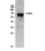 Antibody anti-IL10RA 100 µg