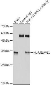 Immunoprecipitation analysis of 300µg extracts of 293T cells using 3µg of Anti-HuR / ELAVL1 Antibody [ARC0101] (A307808). This Western blot was performed on the immunoprecipitate using Anti-HuR / ELAVL1 Antibody [ARC0101] (A307808) at a dilution of 1:1000.