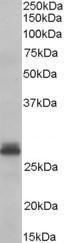 Anti-TAZ Antibody (A83186) (0.3 µg/ml) staining of Human Heart lysate (35 µg protein in RIPA buffer). Primary incubation was 1 hour. Detected by chemiluminescence