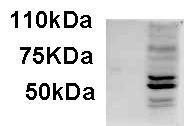 Anti-AIM2 Goat Polyclonal Antibody