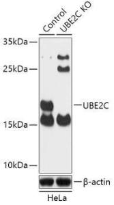 Western blot analysis of extracts from normal (control) and UBE2C knockout (KO) HeLa cells, using Anti-UBE2C Antibody (A92859) at 1:1000 dilution