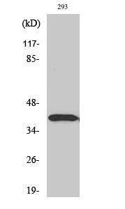 Western blot analysis of various cells using Anti-DLX3 Antibody