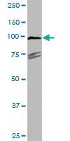 Anti-TYRO3 Rabbit Polyclonal Antibody